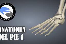 Anatomia del pie humano, huesos, funciones y fracturas mas frecuentes
