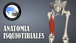 Isquiotibiales, anatomía y curiosidades