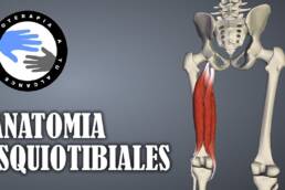Isquiotibiales, anatomía y curiosidades