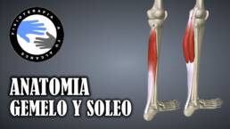 Musculo gemelo y soleo, anatomia del triceps sural