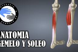 Musculo gemelo y soleo, anatomia del triceps sural